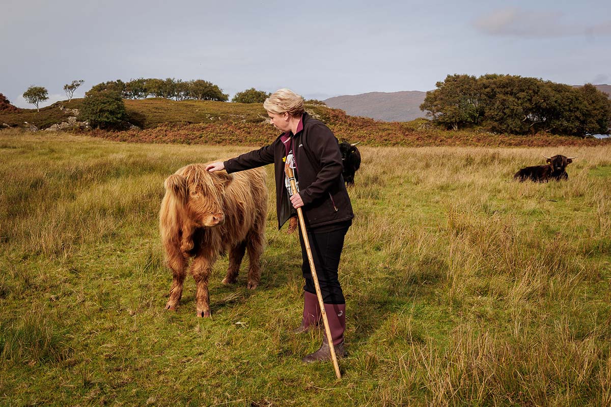A Highland Cow Tour photography by Lynne Kennedy Photography