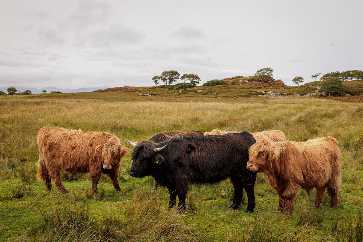 A herd of cows at Duirinish Highland Cow Tours photography by Lynne Kennedy Photography