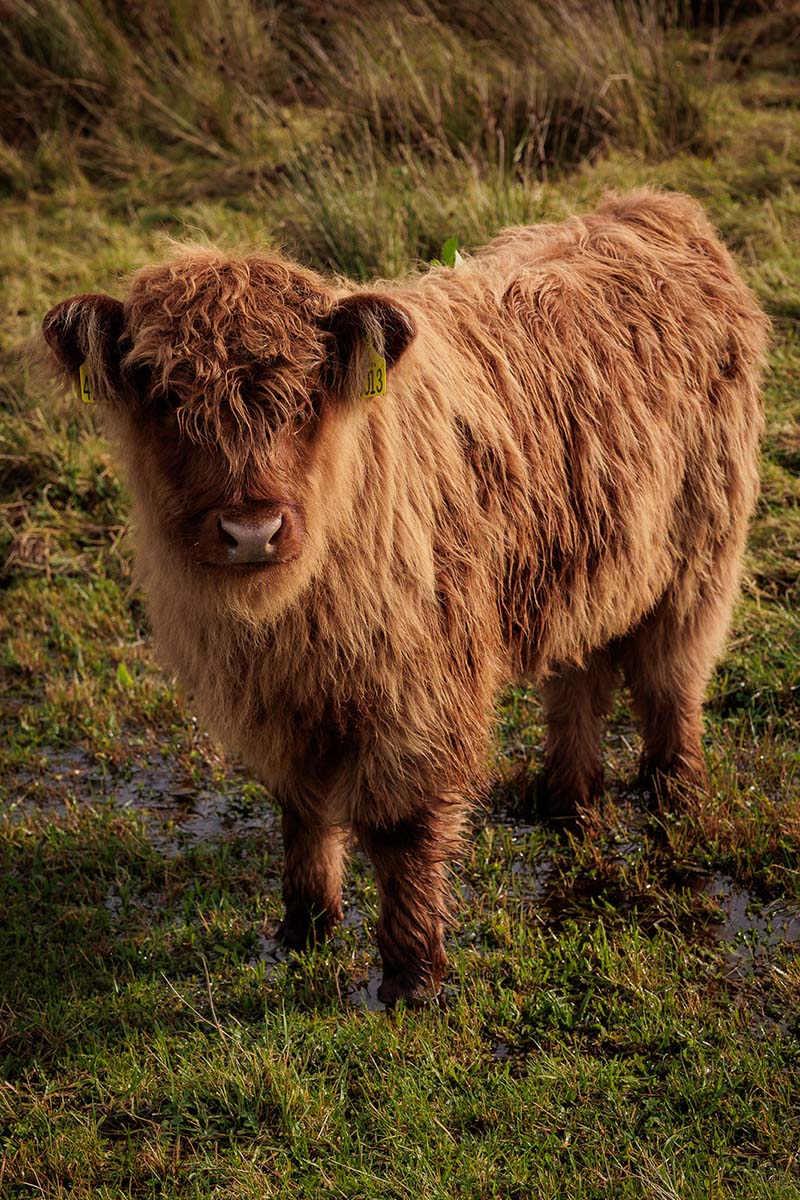 A young Highland Calf in Duirinish photography by Lynne Kennedy Photography